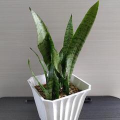 観葉植物   サンセベリア・ゼラニカ   白 プラ鉢 付の画像