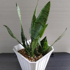 観葉植物   サンセベリア・ゼラニカ   白 プラ鉢 付の画像