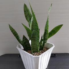 観葉植物   サンセベリア・ゼラニカ   白 プラ鉢 付の画像