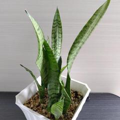 観葉植物   サンセベリア・ゼラニカ   白 プラ鉢 付の画像