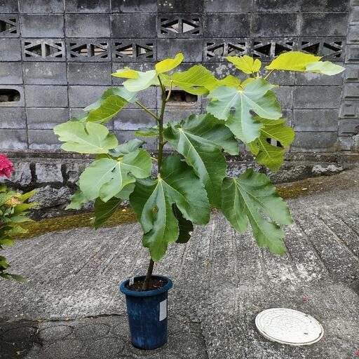 ビオレソリエス 黒いちじく 黒イチジク 黒無花果 大苗 挿し木苗③