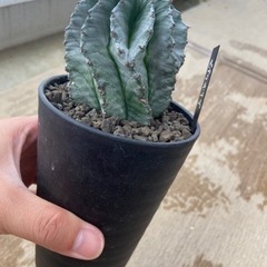 ユーフォルビア　関上No.1ゼブラホリダの画像