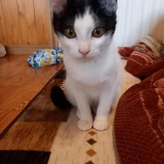 【決まりました】一歳くらいハチワレ