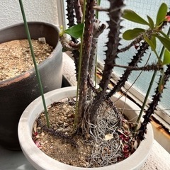 ハナキリンの鉢植え