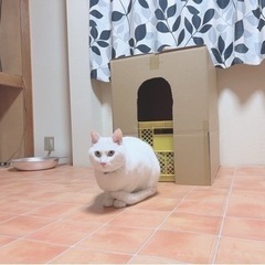 MIX猫