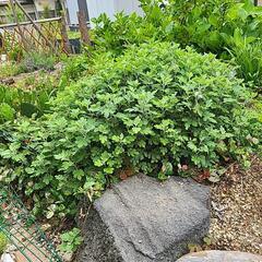 菊株の画像