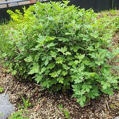 菊株