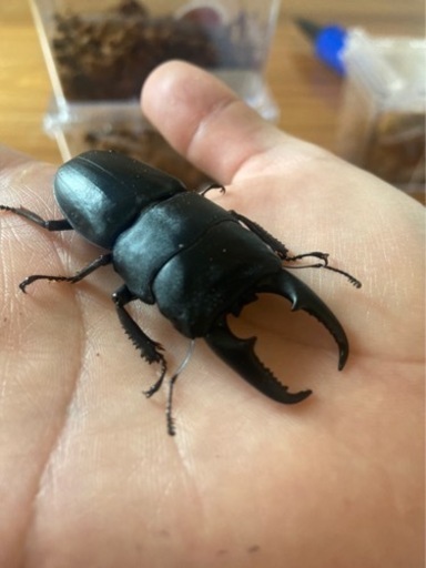 たーくん様　本土、対馬ヒラタクワガタ