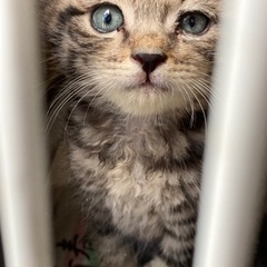 １ヶ月位の猫です。 - 一関市