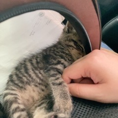 １ヶ月位の猫です。 - 猫