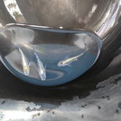 メダカ　明日午前中限定エメラルドフィンダーク卵　40個以上の画像