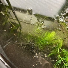 楊貴妃だるまめだかの針子　10匹＋おまけ匹の画像