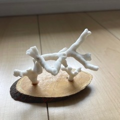 個性的な珊瑚🪸