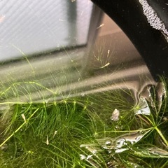 楊貴妃だるまめだかの針子　10匹＋おまけ匹の画像