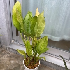観葉植物(ディフェンバキア)