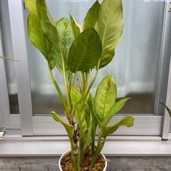 観葉植物(ディフェンバキア)の画像