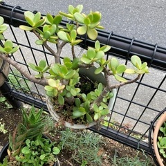金のなる木　鉢植え