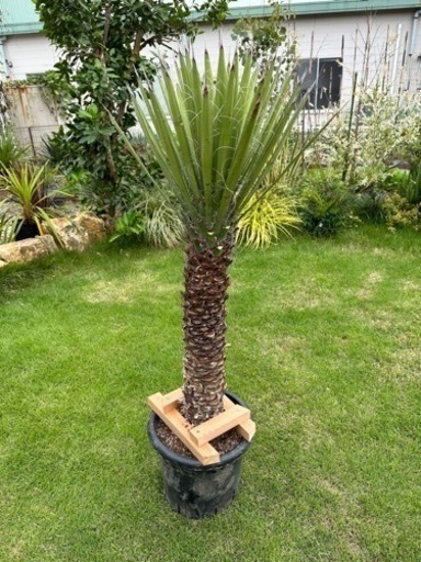 ユッカフィリフェラ　発根済み