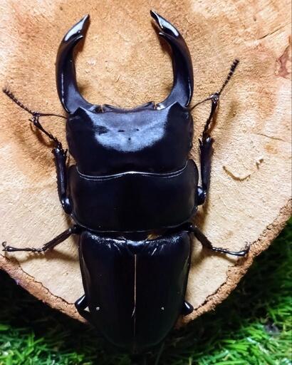 久留米産オオクワガタ 新成虫81.7㍉A’品