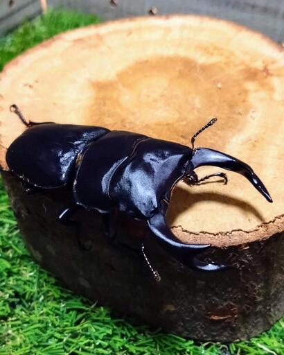 久留米産オオクワガタ新成虫♂78.5㍉✨ペア可