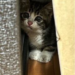 子猫の里親募集してます。