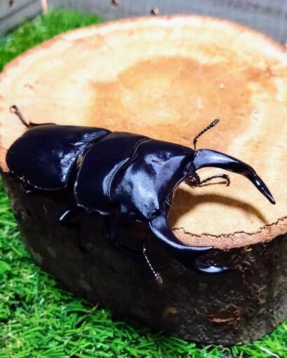 久留米産オオクワガタ新成虫♂76.5㍉A’品