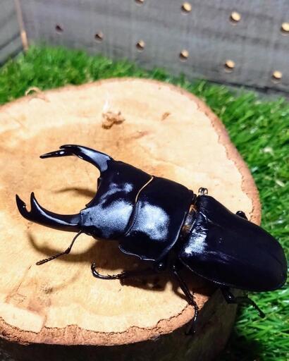 久留米産オオクワガタ新成虫♂76.4㍉✨