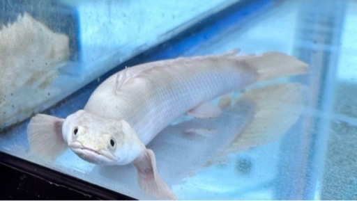 プラチナエンドリケリー　約21センチ　最終値下げ！