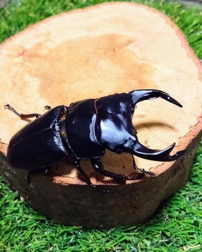 久留米産オオクワガタ新成虫♂75.8㍉✨