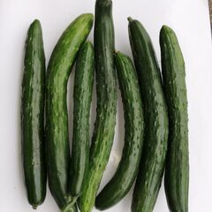 朝採れ野菜第1弾、全て100均ですよ。キュリ５本、新ジャガイモ、...