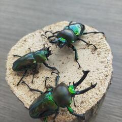 ニジイロクワガタ成虫　【配送可】