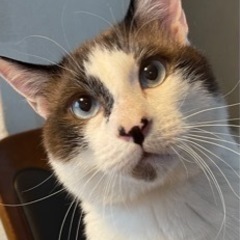 ブルーアイでラグドール似のラキちゃん❣️