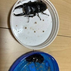 ツシマヒラタクワガタ　幼虫3頭セット