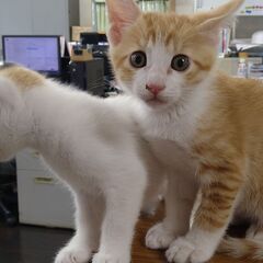 4月20日生まれ　生後2ヶ月　白茶トラ　男の子