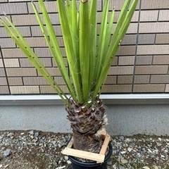 茨城県のロストラータの中古が安い！激安で譲ります・無料で