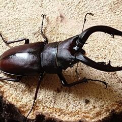 国産ノコギリクワガタ　ペア