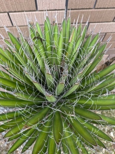 ユッカフィリフェラ　発根済