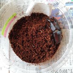 国産ノコギリクワガタ　ペアの画像