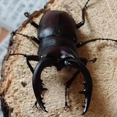 国産ノコギリクワガタ　ペアの画像