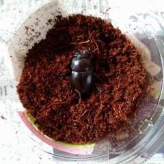 国産ノコギリクワガタ　ペアの画像