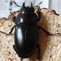 国産ノコギリクワガタ　ペアの画像