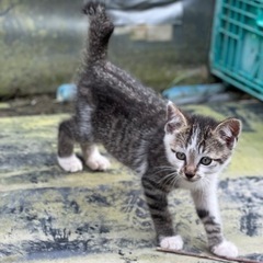 白とグレーのハスキー犬のような模様の猫ちゃんです