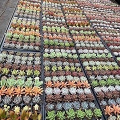 奈良で障害福祉と養殖業をやってます^_^ - 友達