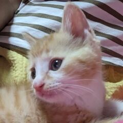 いいとこのお坊ちゃま風　ボンボンです