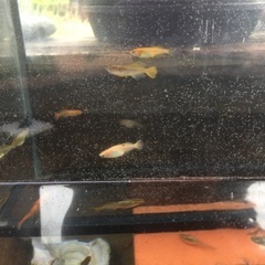 琥珀ヒカリメダカ、楊貴妃ヒカリメダカの針子・稚魚の画像