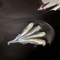 メダカ 幹之 【幼魚、稚魚】の画像