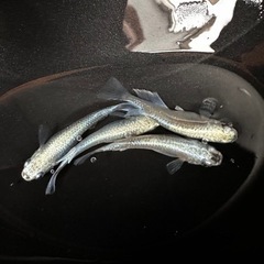メダカ 幹之 【幼魚、稚魚】の画像