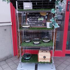 メダカ　卵〜若魚　委託店受けとり可