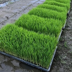 お米の苗　ハツシモ　田植え機用