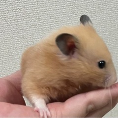 キンクマハムスター　赤ちゃんの里親募集